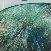 Festuca glauca 'Elijah Blue'