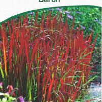 Imperata cylindrica 'Red Baron'