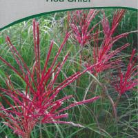 Miscanthus sinensis 'Red Chief'