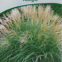 Miscanthus sinensis 'Adagio'