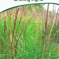 Miscanthus sinensis 'Droning Ingrid'