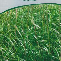 Miscanthus sinensis 'Jubilar'