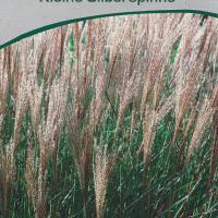 Miscanthus sinensis 'Kleine Silberspinne'