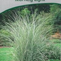 Miscanthus sinensis 'Morning Light'