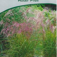 Miscanthus sinensis 'Roter Pfeil'