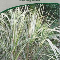 Miscanthus sinensis 'Variegatus'