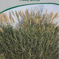 Miscanthus sinensis 'Yaku Jima'
