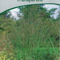 Molinia arundinacea 'Transparent'