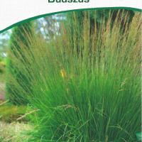 Molinia caerulea 'Edith Dudszus'