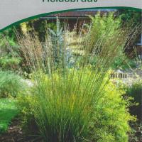 Molinia caerulea 'Heidebraut'