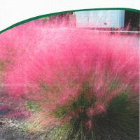 Muhlenbergia capillaris