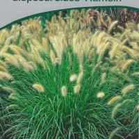Pennisetum alopecuroides 'Hameln'