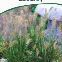 Pennisetum alopecuroides 'Little Bunny'