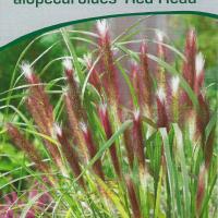 Pennisetum alopecuroides 'Red head'