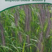 Pennisetum alopecuroides 'Moudry'