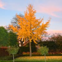 Arbres dÃ©coratifs