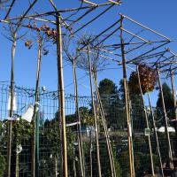 Arbres dÃ©coratifs