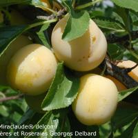 Delbard Miraclaude