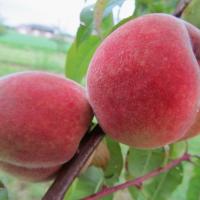 Fertile de Septembre