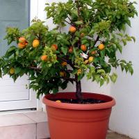 Delbard nain Garden Aprigold
