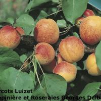Delbard Luizet